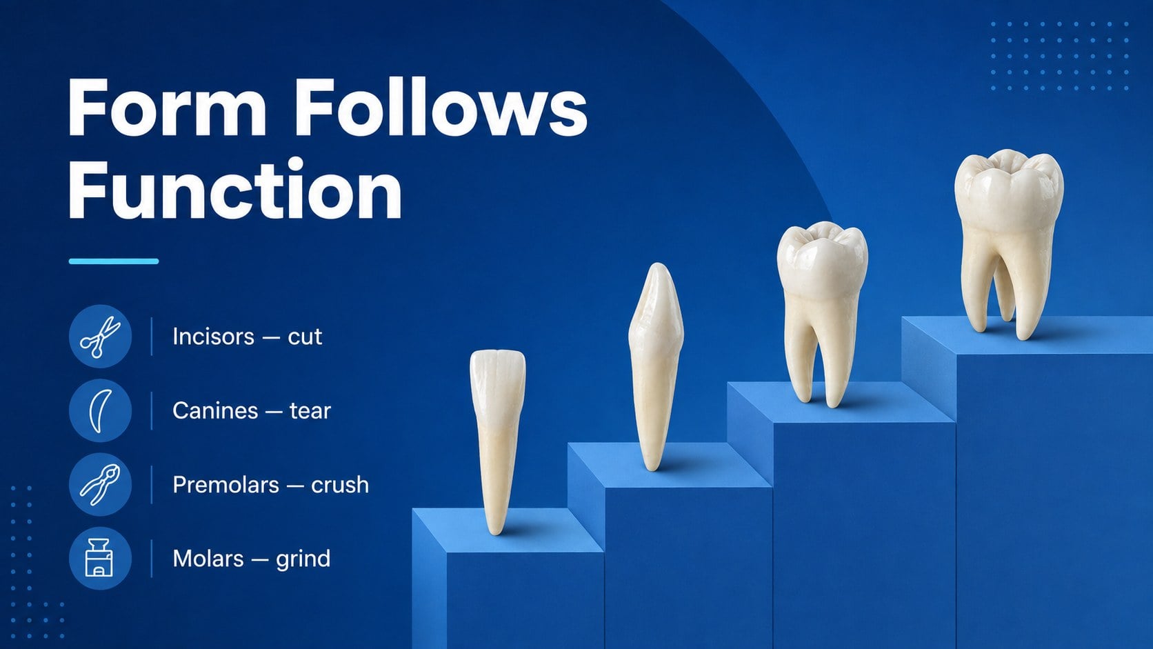 Dental Anatomy Lesson Deck presentation template, slide 10