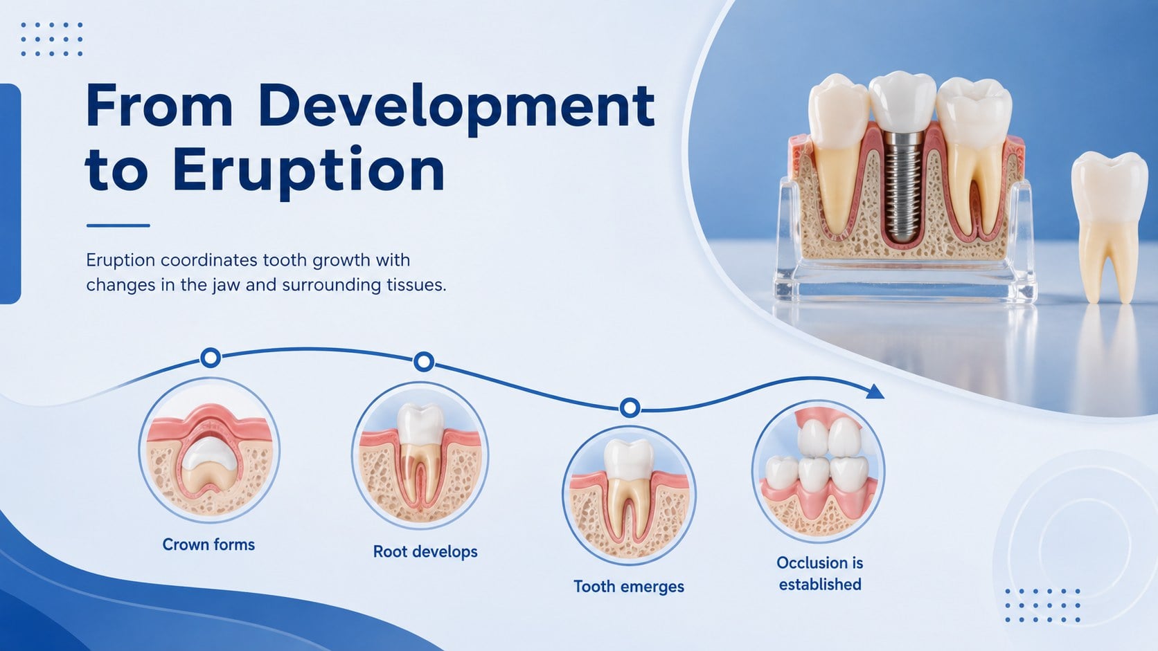 Dental Anatomy Lesson Deck presentation template, slide 11