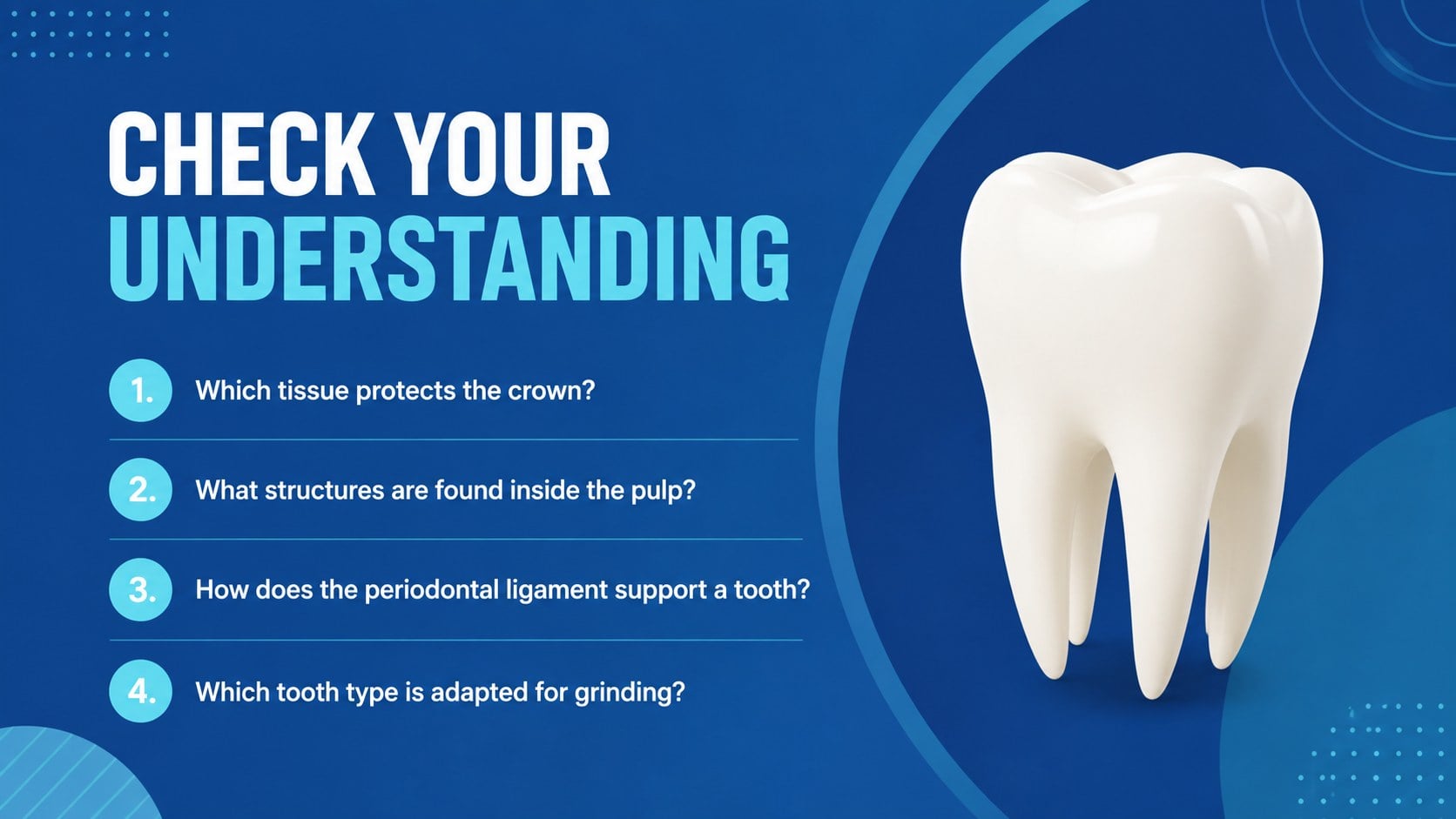 Dental Anatomy Lesson Deck presentation template, slide 14