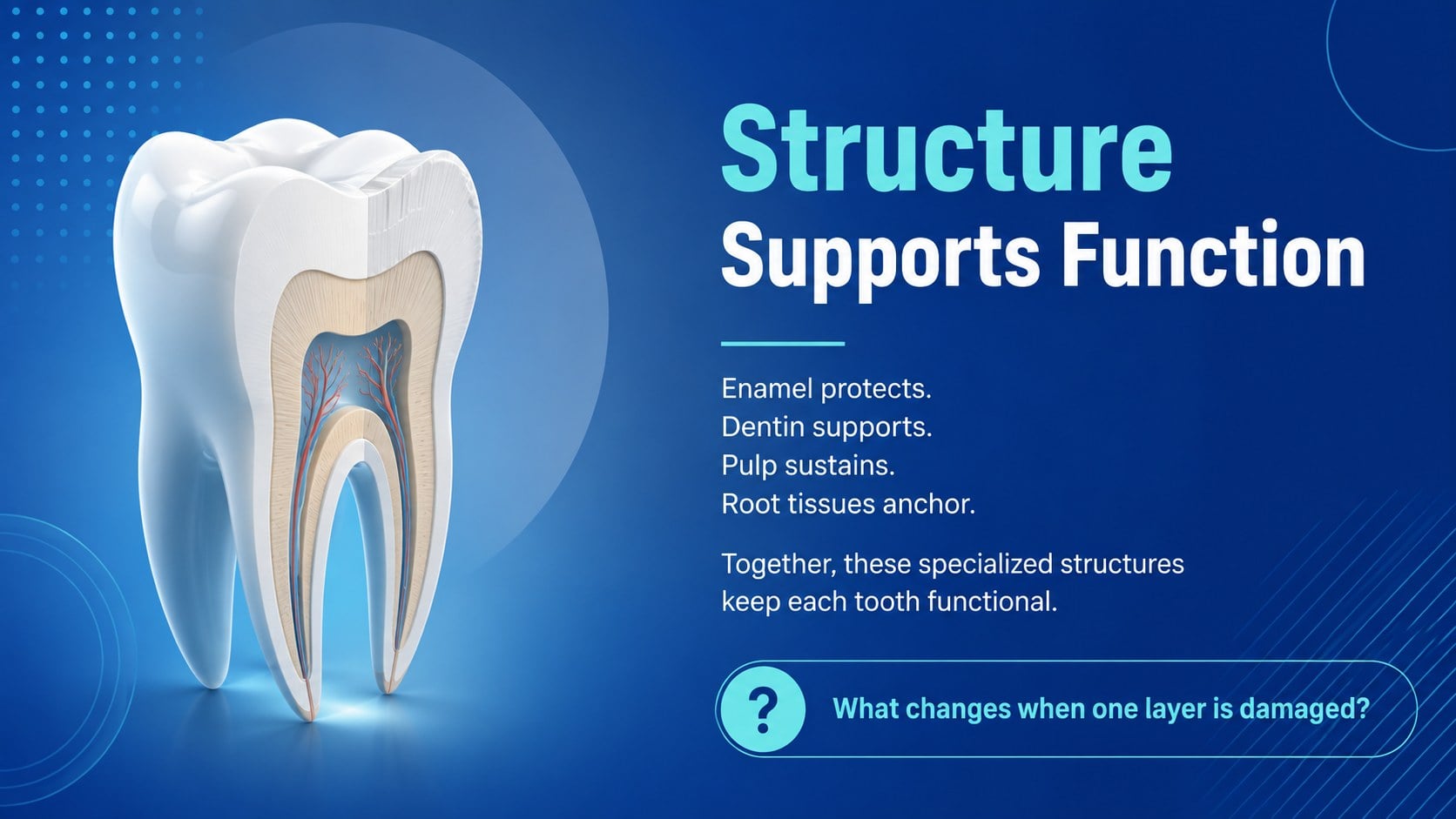 Dental Anatomy Lesson Deck presentation template, slide 15