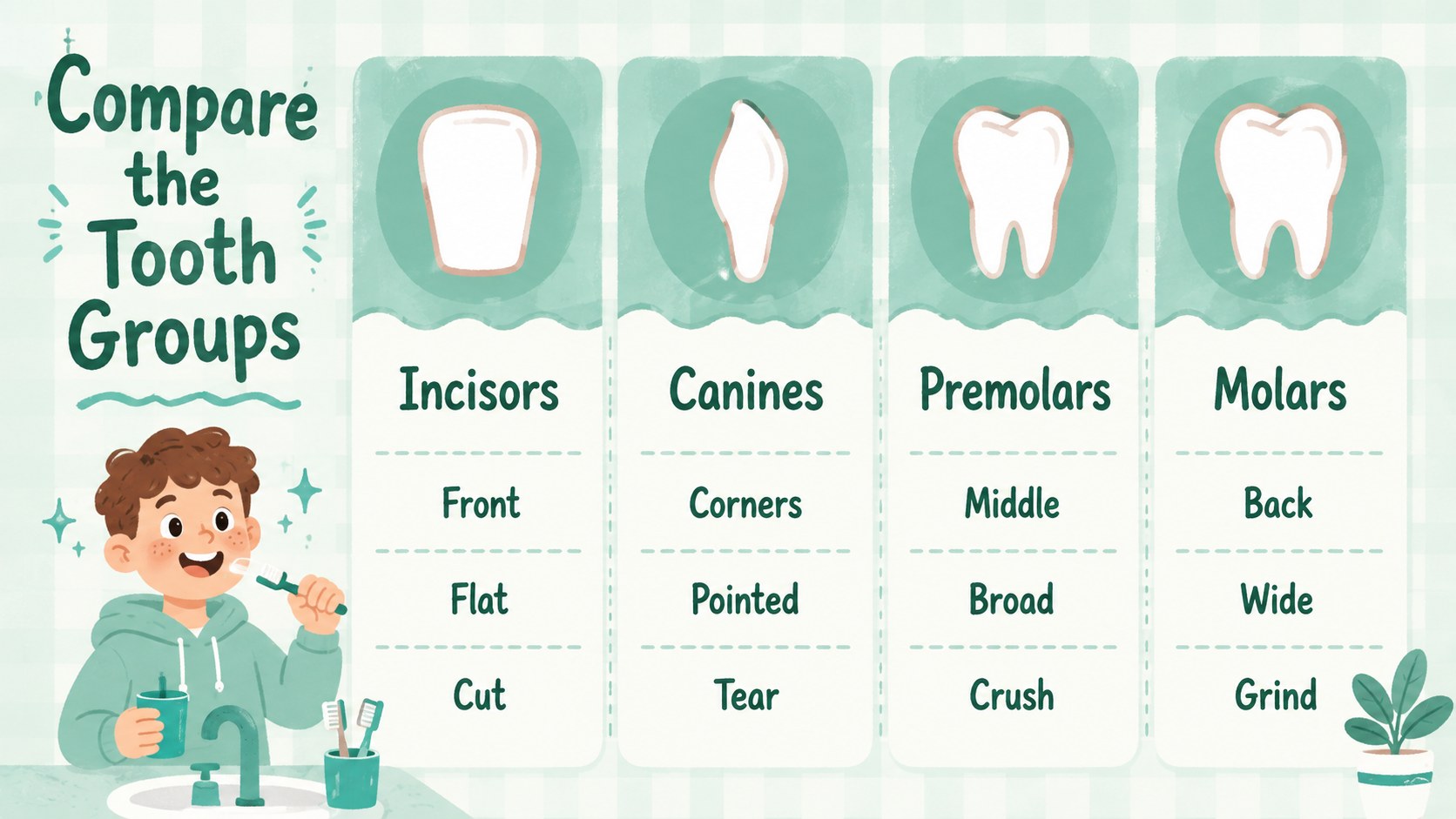 Dental Anatomy Lesson Slides presentation template, slide 13