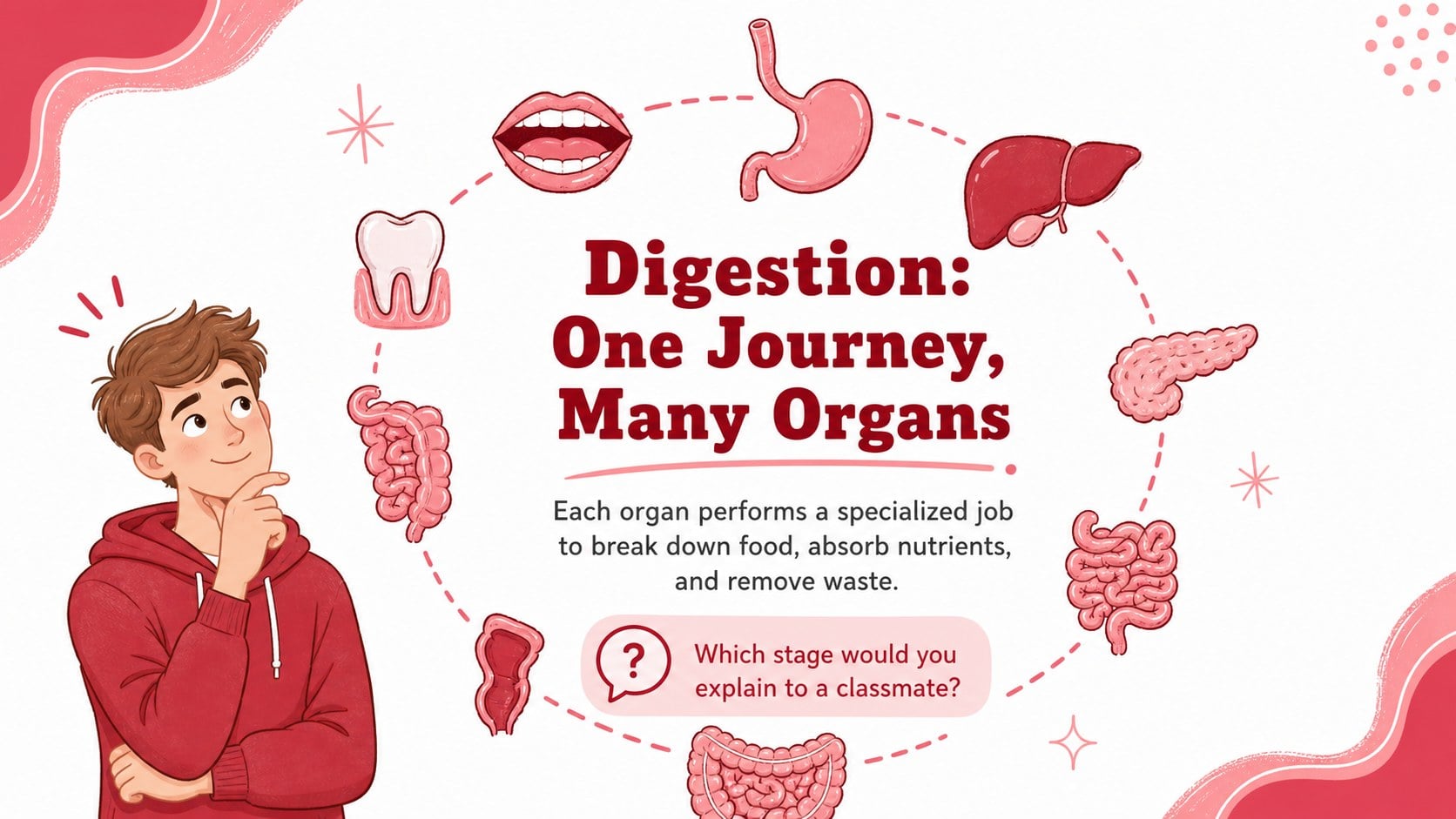Human Digestion Lesson Slides presentation template, slide 15