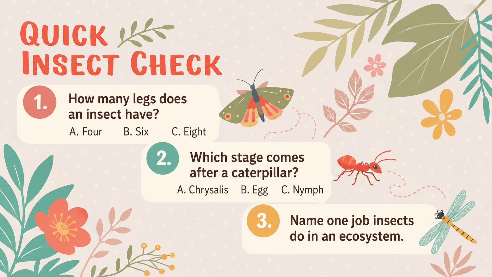 Insect Life Cycle Lesson Deck presentation template, slide 13