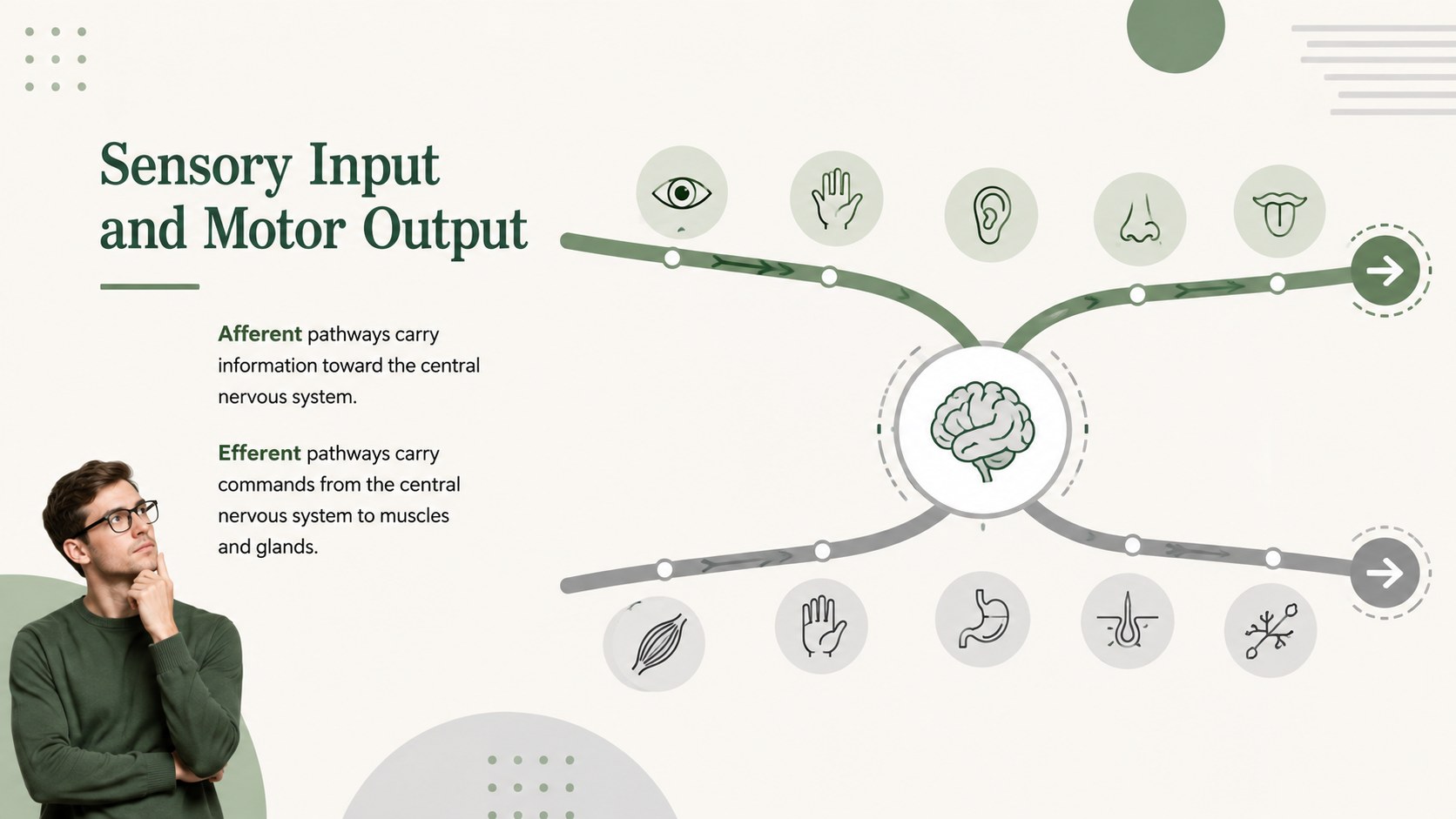 Neural Pathways Anatomy Deck presentation template, slide 10