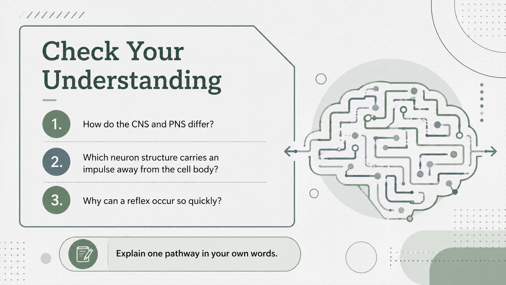Neural Pathways Anatomy Deck presentation template, slide 12