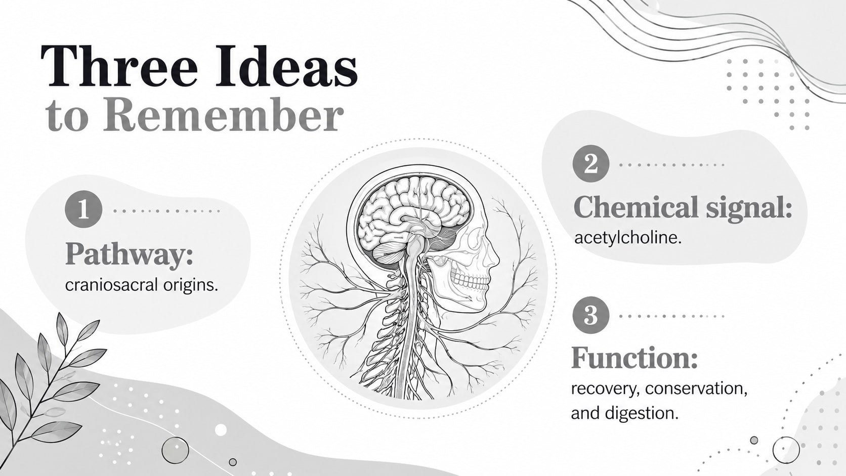 Modelo de apresentação Ensino sobre Regulação Parassimpática, slide 14