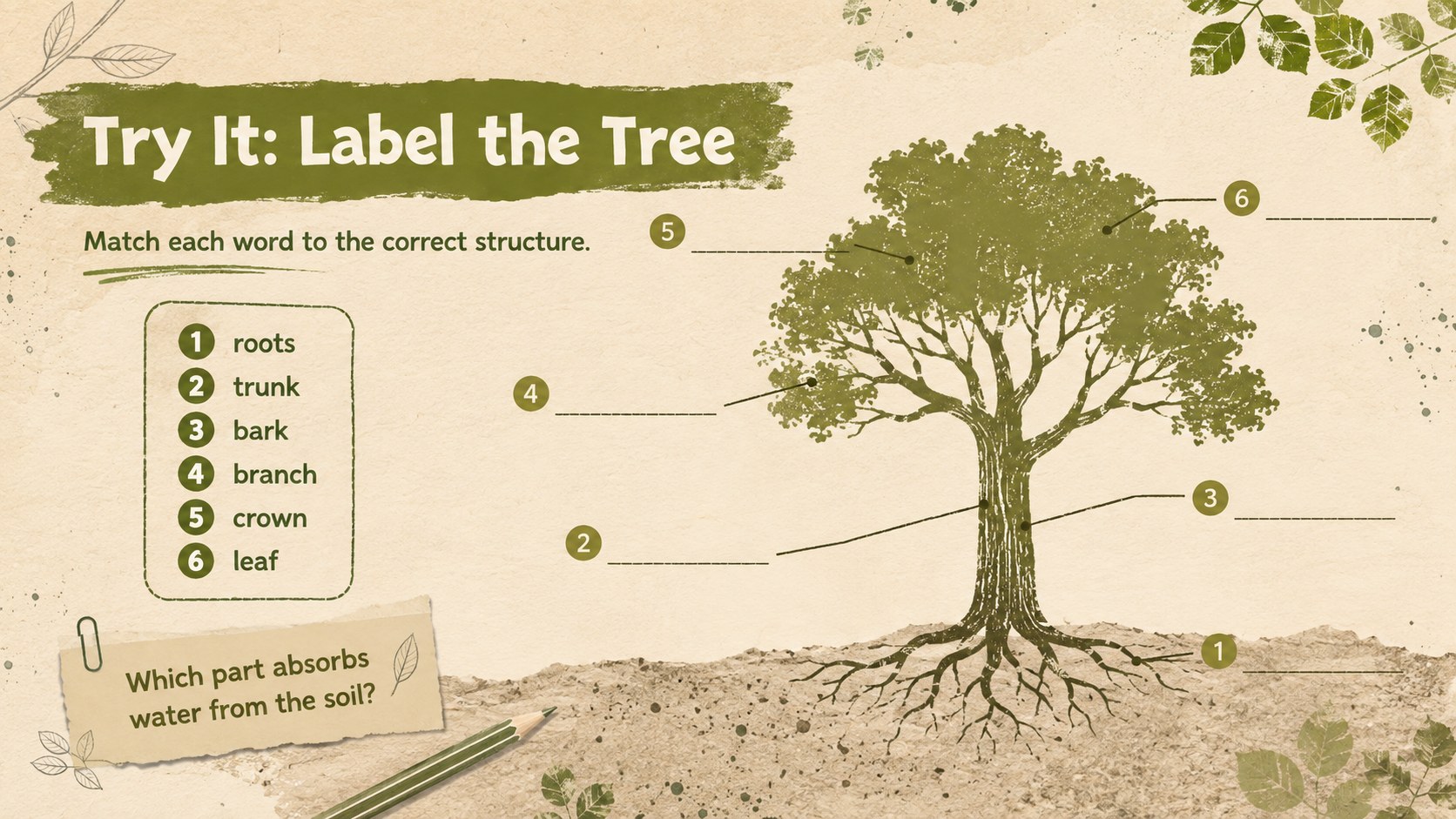 Tree Anatomy and Species Classroom Deck presentation template, slide 11