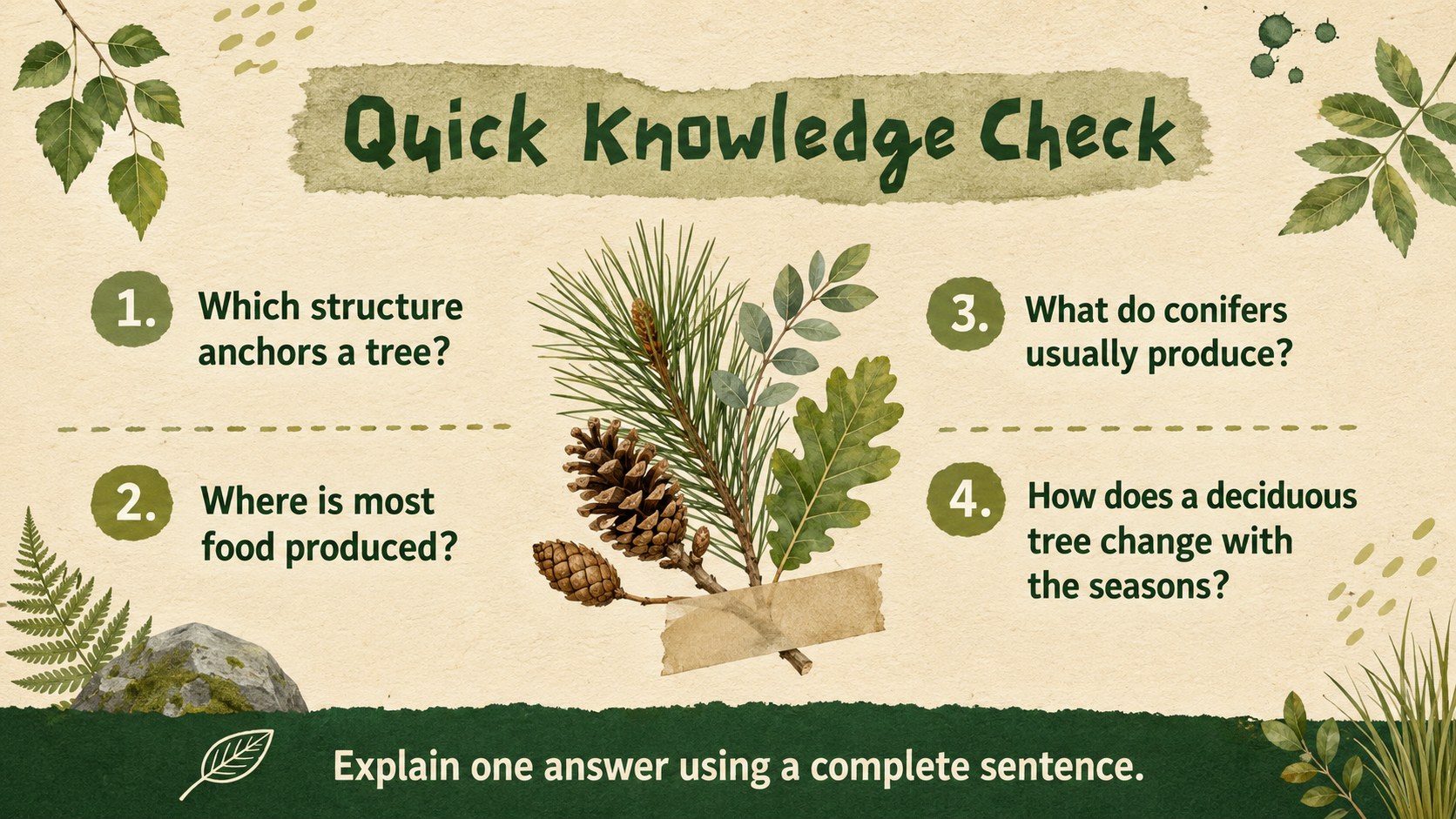 Tree Anatomy and Species Classroom Deck presentation template, slide 14